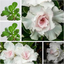 Double white desert for sale  Denver