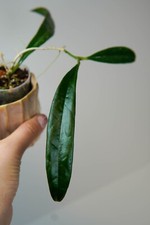 Hoya sulawesiana gebraucht kaufen  Köln