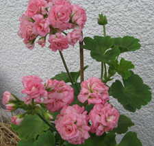 heckenrose gebraucht kaufen heckenrose gebraucht kaufen Münster