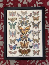 Dead butterfly original for sale  Los Angeles