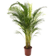 Areca palm large for sale  UK