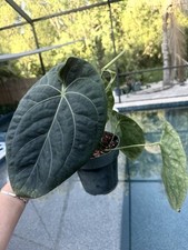 Anthurium pap forgetti for sale  Bradenton