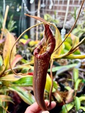 Nepenthes spectabilis edwardsi for sale  Raleigh