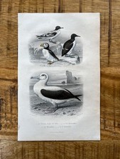 Estampa antiga de petrel de pássaro oceano, papagaio-do-mar, auk e albatroz de 1850. Original comprar usado  Enviando para Brazil