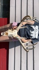 whitetail deer antlers for sale  Bloomfield