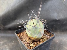 Tephrocactus alexanderi vivaio usato Tephrocactus alexanderi vivaio usato  Massafra