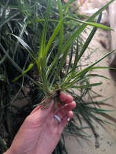 Spider plant babies for sale  Old Fort