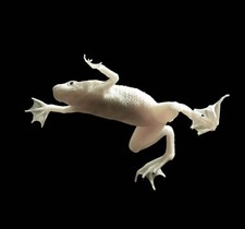Blonde african dwarf for sale  San Diego