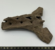 Ursus spelaeus grotta usato  Spedire a Italy