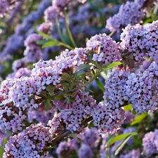 Buddleja alternifolia weeping for sale  HORSHAM