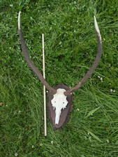 Hirschgeweih rotwild trophäe gebraucht kaufen  Hohenlinden