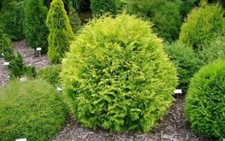 Golden globe dwarf for sale Golden globe dwarf for sale  Pelzer