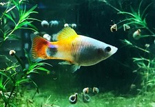 Live blue coral for sale  Cairo