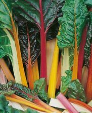 Rainbow chard 140 for sale  PEEBLES