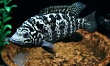 Cuban cichlid for sale  De Leon Springs