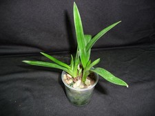 Phragmipedium hirtzii caudatum usato  Spedire a Italy