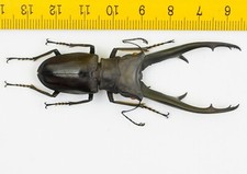 LUCANIDAE - Besouro veado - Cyclommatus imperator (72mm) - P.N.G - 8186, usado comprar usado  Enviando para Brazil