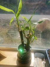 Live bamboo plant for sale  Salt Lake City