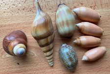 Sea shells 5 for sale  BURTON-ON-TRENT