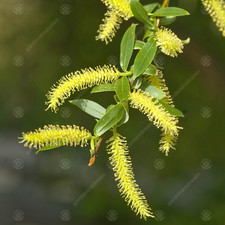 Salix sepulcralis var. for sale  UK