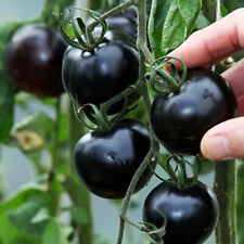 Black cherry plug for sale  NOTTINGHAM