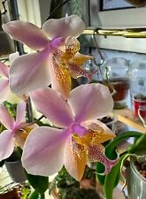 Orchid orchidee phalaenopsis for sale  Ireland