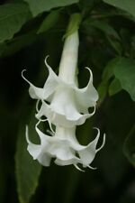 Triple white angel for sale  Ravensdale