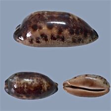 Cypraea testudinaria sulawesi usato  Roma