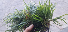 Microsorum pteropus trident usato  Baschi