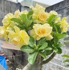 Double yellow desert for sale Double yellow desert for sale  Howey in the Hills