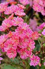 Lewisia cotyledon pink for sale  BIDEFORD