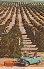 Cartão postal FL Florida Citrus Groves Harvest vintage Jeep B37 comprar usado  Enviando para Brazil
