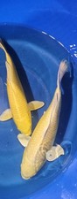 Imported live koi for sale  Denville