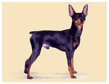 Artav miniature pinscher for sale  Staten Island