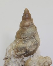 Schnecke murchisonia silur gebraucht kaufen  Weeze