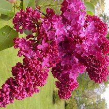 Lilac congo syringa for sale  Manchester