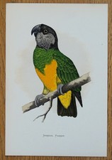 Antique parrot print for sale  SHREWSBURY