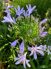 Agapanthus lily nile for sale  Corpus Christi