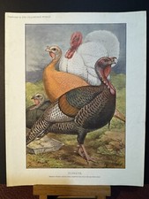 Vintage feathered print for sale  NORTHAMPTON