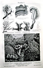 1902 antica litografia usato  Pozzallo