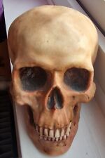 Skull. could used for sale  PETERBOROUGH