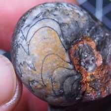 Goniatite devoniana minerale usato  Spedire a Italy