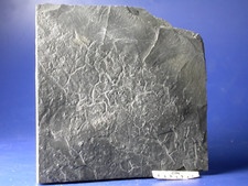 Fossilien frankenwald ichnofos gebraucht kaufen Fossilien frankenwald ichnofos gebraucht kaufen  Marktredwitz