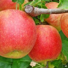 Jonagold apple trees for sale  Grantsburg