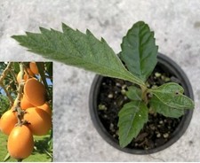 Perennial golden loquat for sale  Seffner