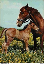 Animals horses mare d'occasion  Expédié en Belgium