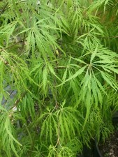 Japanese maple virdis for sale  Woodburn