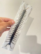Centipede. giant centipede for sale  LLANELLI