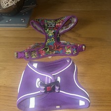 Big little dogs for sale  THORNTON-CLEVELEYS