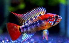 Apistogramma macmasteri red for sale  LONDON